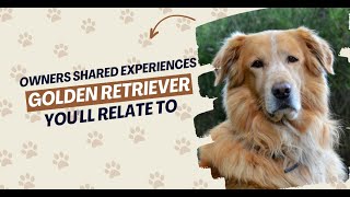 Golden Retriever Owners Shared Experiences You’ll Relate To