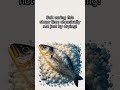 Secrets of Salted Fish Curing Uncovered | FoodBlobs