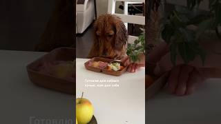 Натуральное питание - это лучшее решение для здоровья любого питомца #английскийкокерспаниель #щенок