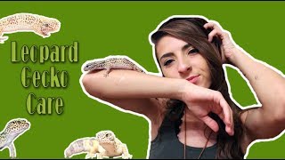 Leopard Gecko Care!! by Liv Chambliss 1,208 views 6 years ago 22 minutes