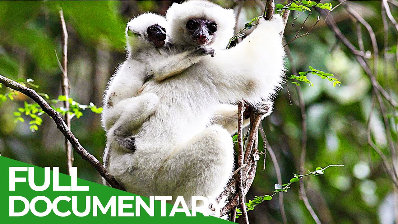 Trouble in Paradise - The Last Lemurs of Madagascar | Free Documentary Nature - YouTube