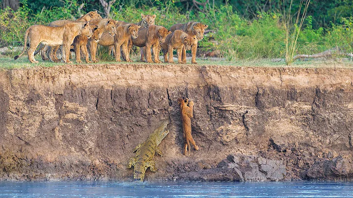 Helpless Lions Watch Crocodiles and Hippos Catch their Brave Cub