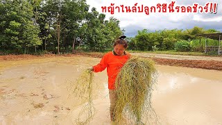 How to Grow Nile Grass