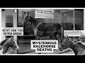 Mysterious racehorse deaths shergar phar lap