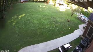 Coyote attack chickens