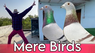 Mere Birds | X Fighter Birds 