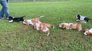 Follow the Leader by BassetBottomBassets European Basset Hound Puppies 522 views 2 years ago 1 minute, 34 seconds