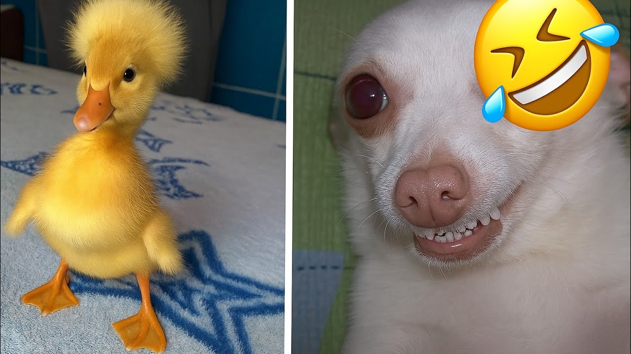 ESSES ANIMAIS ENGRAÇADOS VÃO TE FAZER CHORAR DE RIR 🤣😂 - YouTube