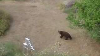 Happy Bearthday Bears Roaming in Deer Park, British Columbia, Canada. | deerpark