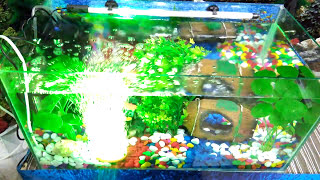 How to Make an Aquarium at Home