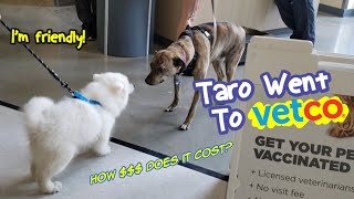 Taro Went To Vetco | How Much Does It Cost For The First Vaccination? | Taro - The Puppy Show #15