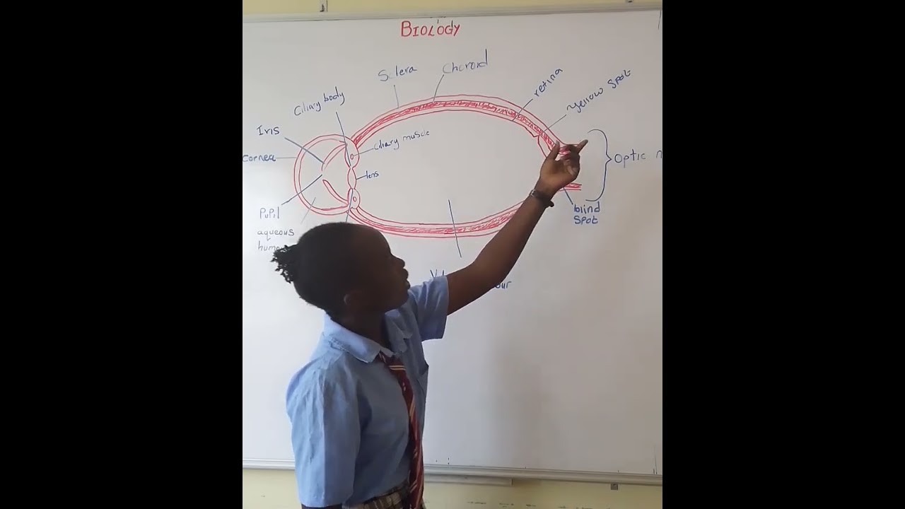 Почему студентка Matipex получила 7 баллов (экзамен 2025 года)?