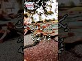 قصيدة د ع ذ كر ه ن ف ما ل ه ن و فاء الإمام علي بن أبي طالب القاء اسامة الخوجة