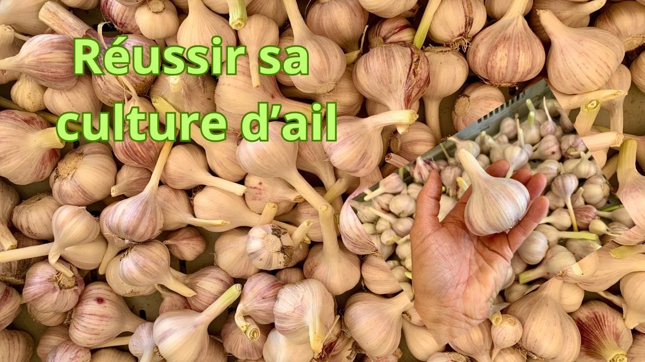 Réussir sa culture d'ail