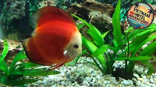 Sunny A Hotel | Hue, Vietnam | Hotel Review 🌟