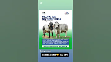 MKOPO WA NG OMBE BORA Na Mifugo Mingine Mbogo Ranch Nbc Bank 