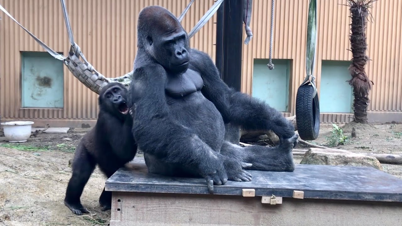 速さで父を翻弄するゲンタロウ '18⭐️ゴリラ gorilla【京都市動物園