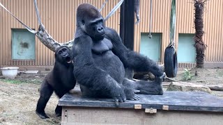 ゴリラゴリラゴリラ  mqdefault.jpg