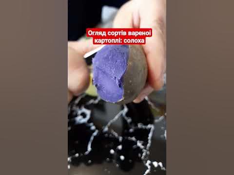 огляд вареноі картоплі: солоха - YouTube