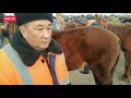 Куршаб жылкы базары 🐎. КУЛУН| Бээ| Аттар| 19.12.2020