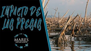 PRESAS Y RÍOS: Su Impacto Negativo en los Esteros.