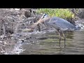 Great Blue Heron stabs and eats bullhead catfish