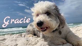 11mo Mini Sheepadoodle (Gracie) Best Dog Trainers in Alabama