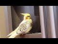 Birb