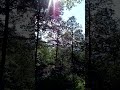 Интересный красивый пейзаж в горном лесу Interesting beautiful landscape in mountain forest 산림 속의 흥미