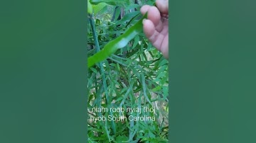 Qhia Tshuaj Zoo Hnoos Hawb Pob Txog Siav Zoo Mob Ntsws