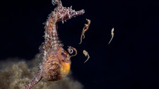 male seahorses give birth