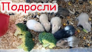 Плохие стружки. Куки умер. Чите подпилили зубы.