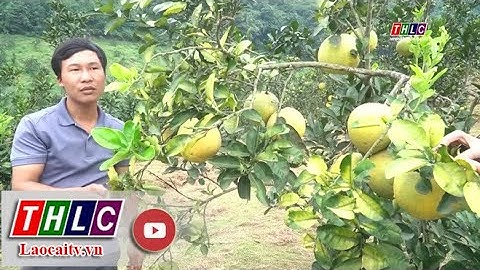 Thái Niên với lộ trình xã nông thôn mới nâng cao | THLC