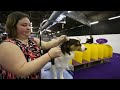 Fly the Aussie at Westminster