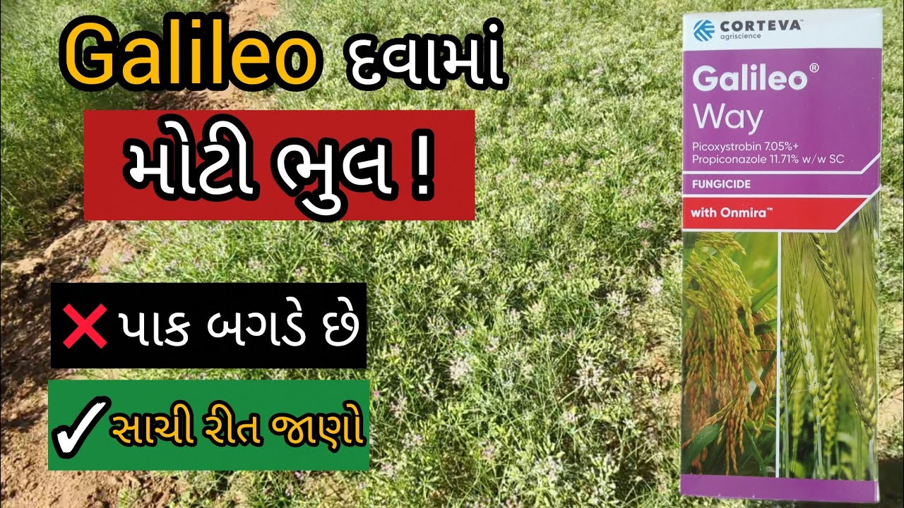 જીરામાં Galileo દવા – ખેડૂતો કરતી મોટી ભૂલ | જાણશો તો પાક બચશે