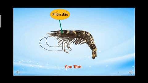 KPKH " Tìm hiểu về một số con vật sống dưới nước" cô giáo Nguyễn Thị Thanh Xuân dạy lớp MG 5-6 tuổi.