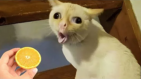 Watch the video about Laugh till you drop with these funny animals 😆