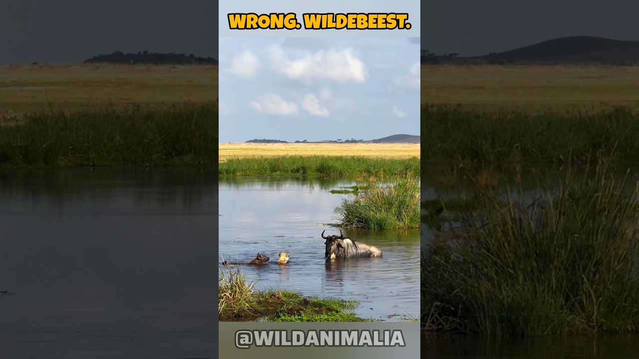 Wildebeest Fights Off 2 Hyenas in Shallow Water | Incredible Survival Moments 