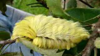 Puss Caterpillar - Gusano Peludo (Cashpairo)