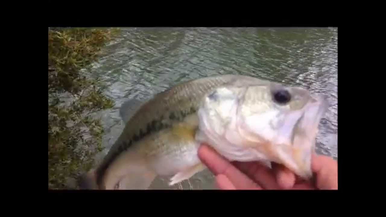 Bass Love Em, Its Crawfish Season!!!! YouTube