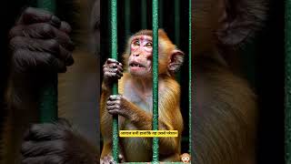 "शरारती बंदर का बड़ा सबक"🦧🐒🐵#MonkeyStory#MoralStory#JungleStory#HindiStory#MotivationStory#KidsStory