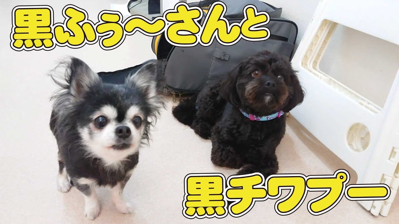 黒ふぅ さんと黒チワプー ひみつきちなう 2 チワワ チワプー トイプードル イタリアングレーハウンド ミックス犬 ビションフリーゼ マルチーズ ミニチュアダックス 22年5月19日 Youtube