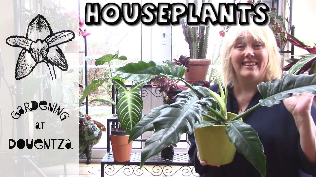 New Houseplants || Philodendron, Dracaena, Xanthosoma & Begonia & How