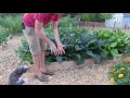 Applying an Integrated Pest Management System for the Home Garden