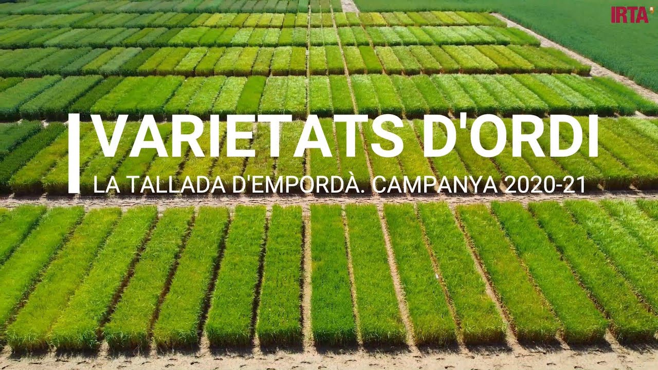 Varietats d’ordi de primavera. Campanya 2020-21.