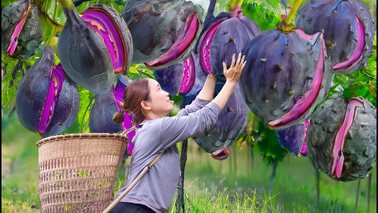 BREAKING Harvesting Ripe Cracked Annona Glabra Fruits to sell | A Rare Fruit Extremely Expensive