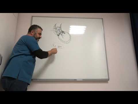 AORT Damarı ve Aort Kapağı Hastalıkları ve Tedavileri - Prof. Dr. Ahmet AKGUL