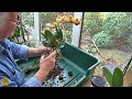 Repotting recently purchased phalaenopsis orchids