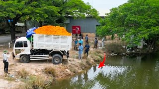 OMG! Massive Land Filling Project, Bulldozer Komatsu D20P Pushing Dirt With 5Ton Dump Trucks