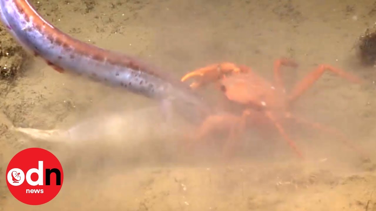 Crab Versus Eel in Incredible TugofWar Over DeepSea Meal YouTube